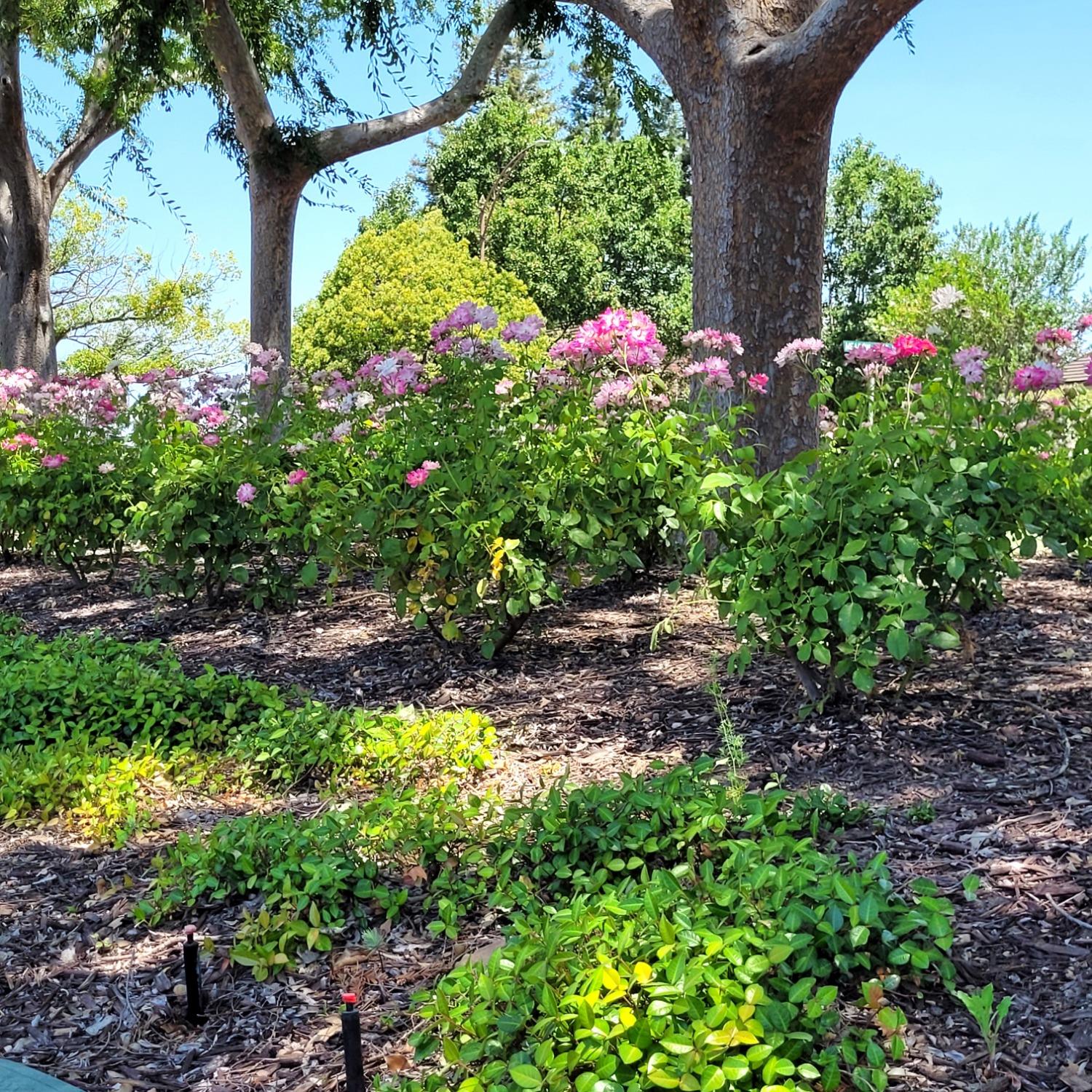 Detail Gallery Image 14 of 16 For 3591 Quail Lakes Dr #185,  Stockton,  CA 95207 - 1 Beds | 1 Baths