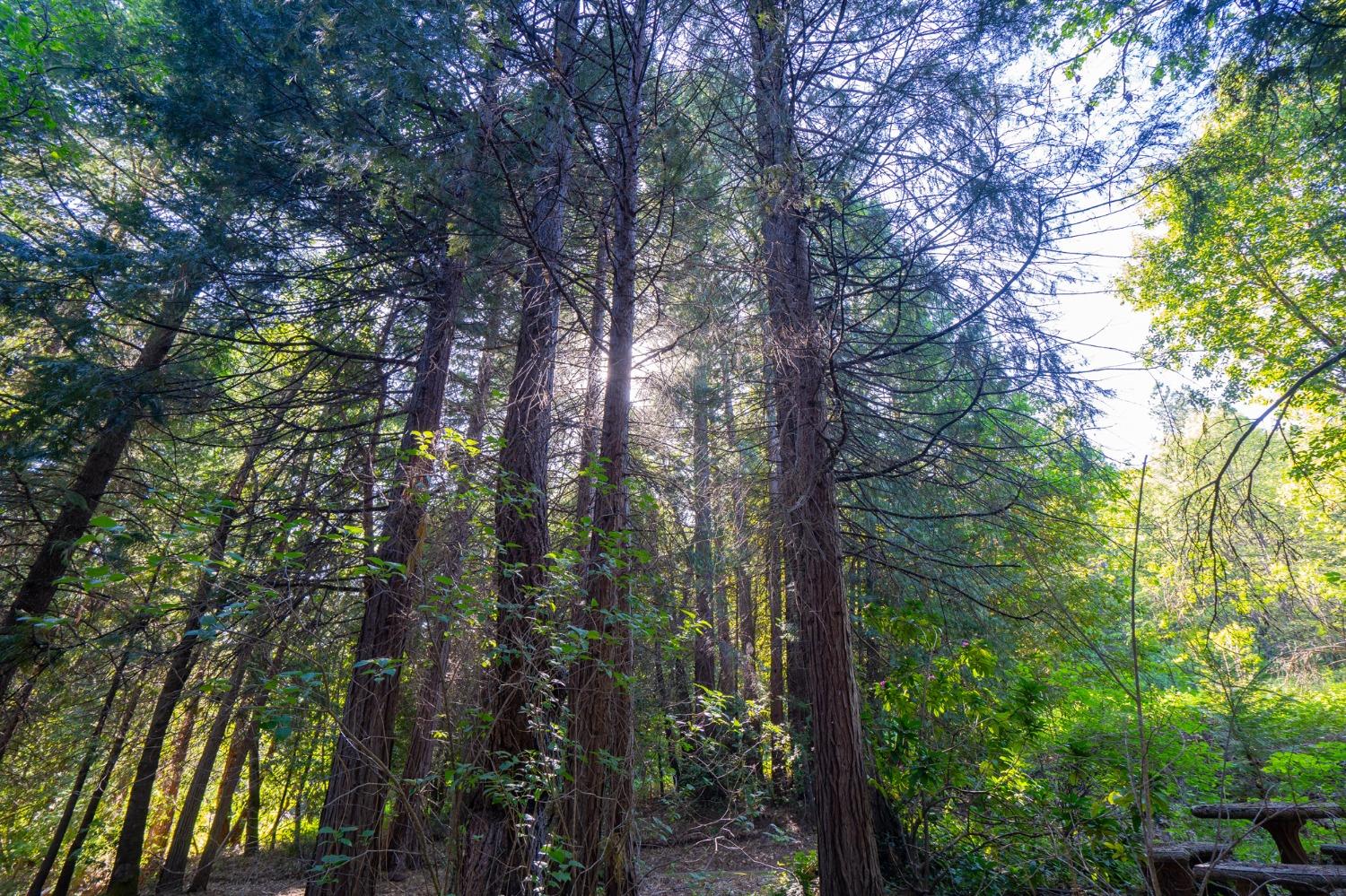 Challenge Cut Off Road, Forbestown, California image 35