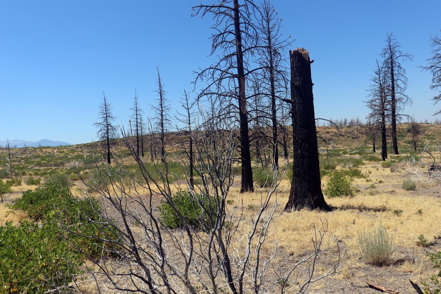 Juniper Valley Drive, Weed, California image 9