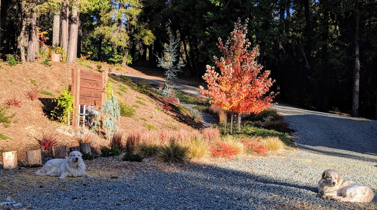 Detail Gallery Image 81 of 99 For 975 Lovers Leap Rd, Alta,  CA 95701 - 3 Beds | 2 Baths