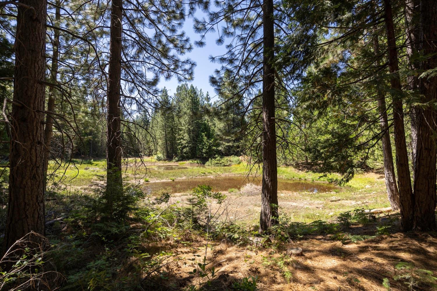 Skyline, Emigrant Gap, California image 50