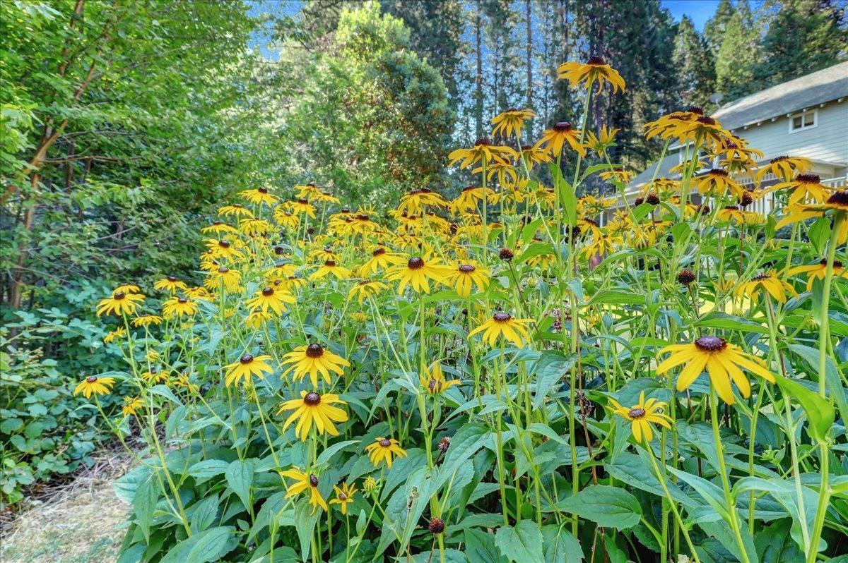 Detail Gallery Image 78 of 99 For 12590 Pasquale Rd, Nevada City,  CA 95959 - 3 Beds | 2/1 Baths