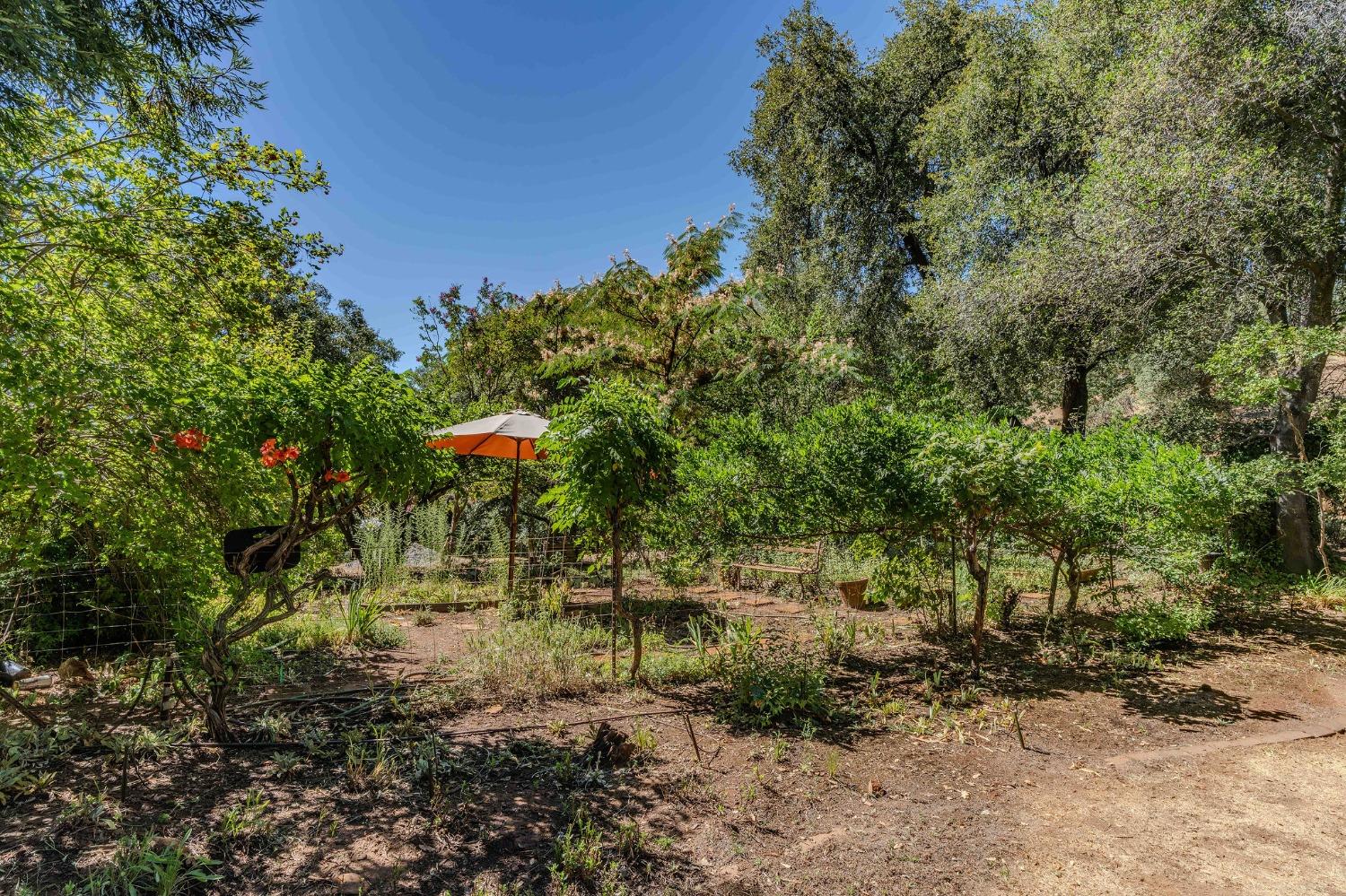 Tabeaud Road, Pine Grove, California image 14