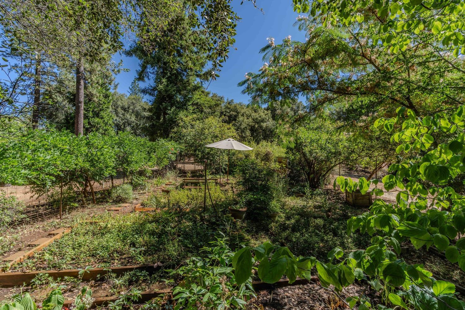 Tabeaud Road, Pine Grove, California image 18