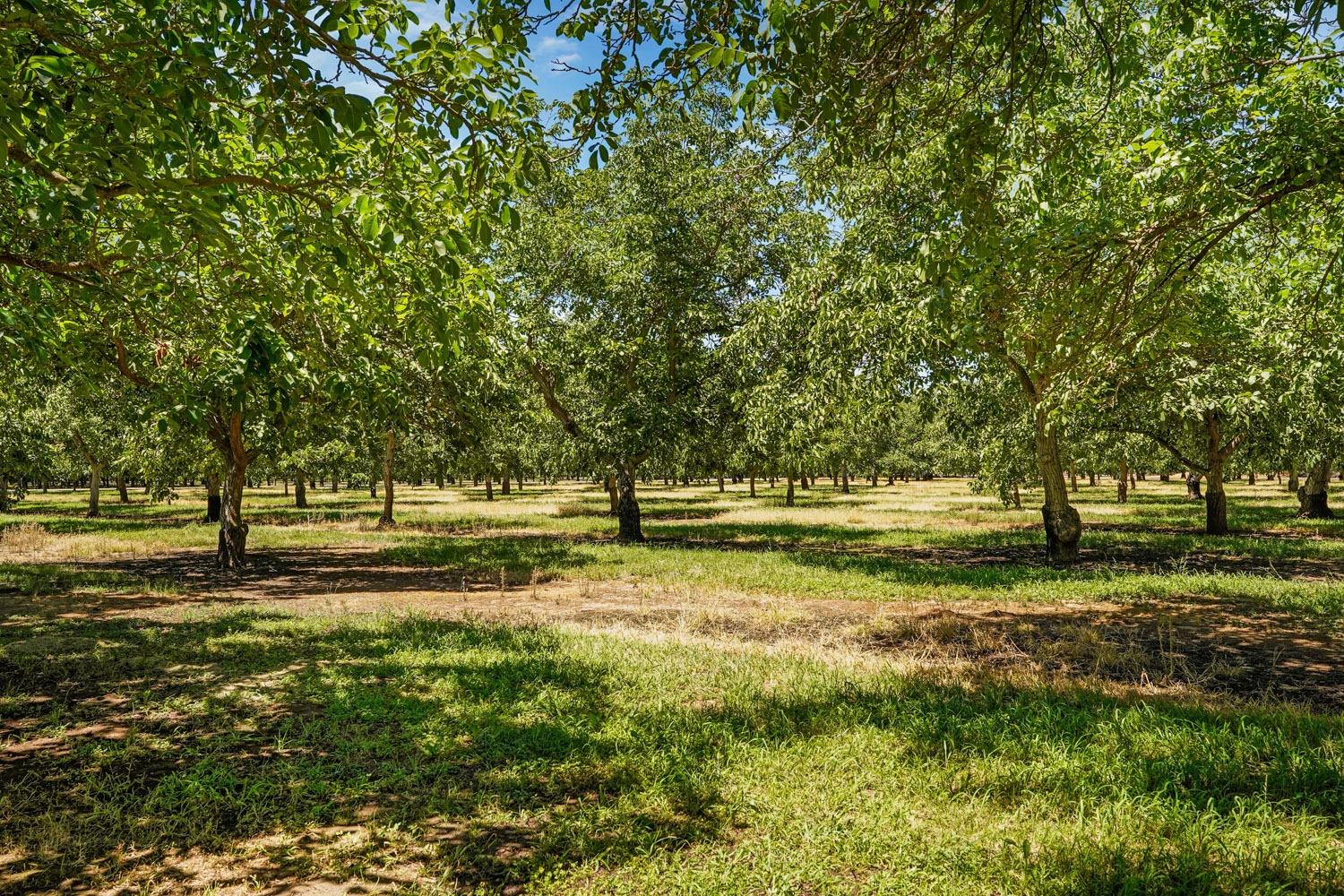 Detail Gallery Image 4 of 4 For 11601 Shelton Rd, Valley Springs,  CA 95252 - – Beds | – Baths