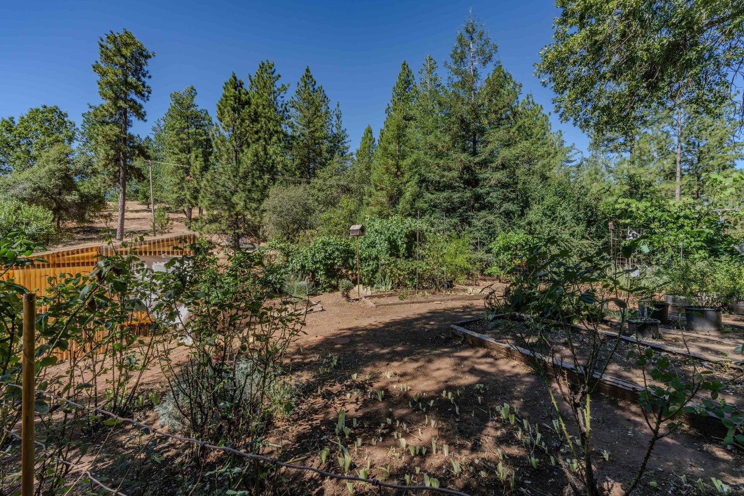 Tabeaud Road, Pine Grove, California image 17