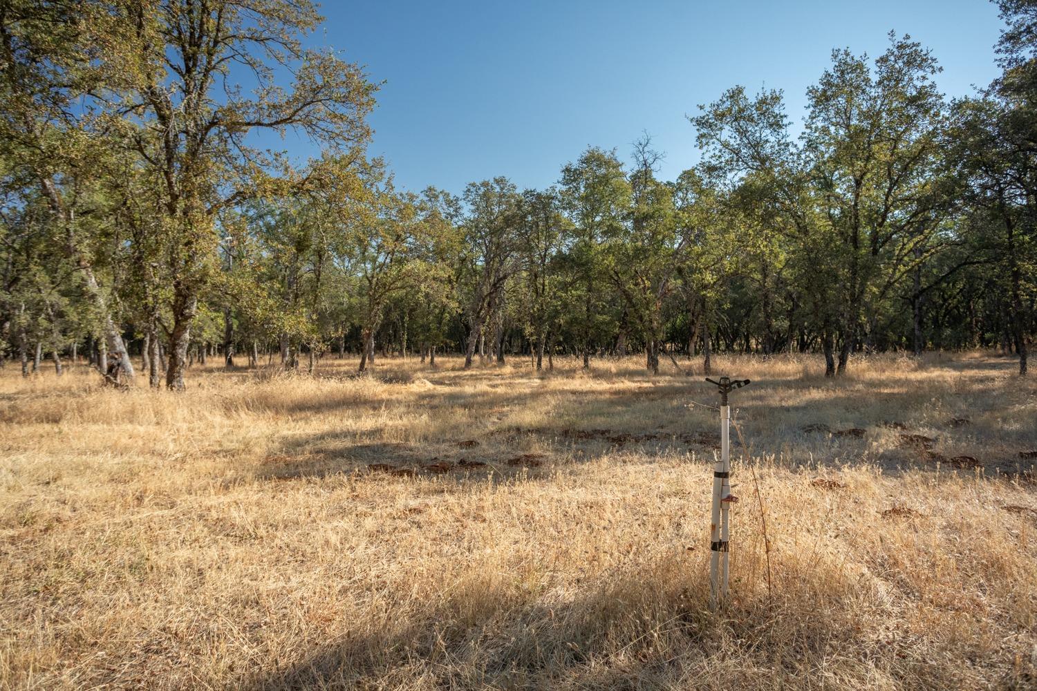 White Oak Lane, Browns Valley, California image 34