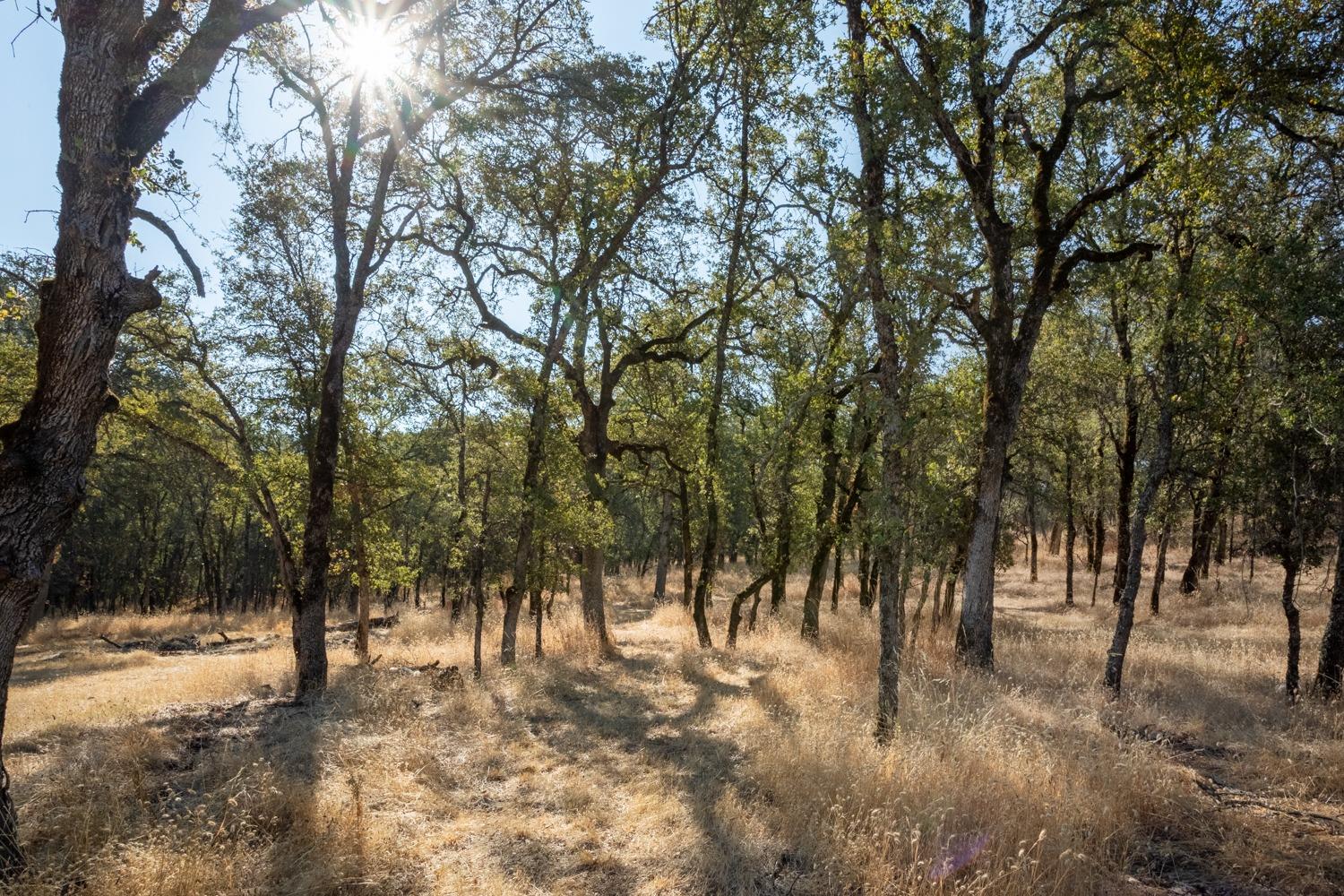 White Oak Lane, Browns Valley, California image 49