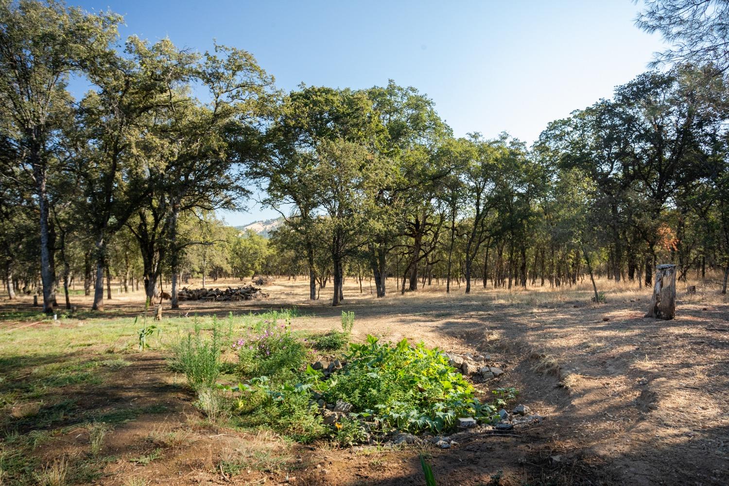 White Oak Lane, Browns Valley, California image 47