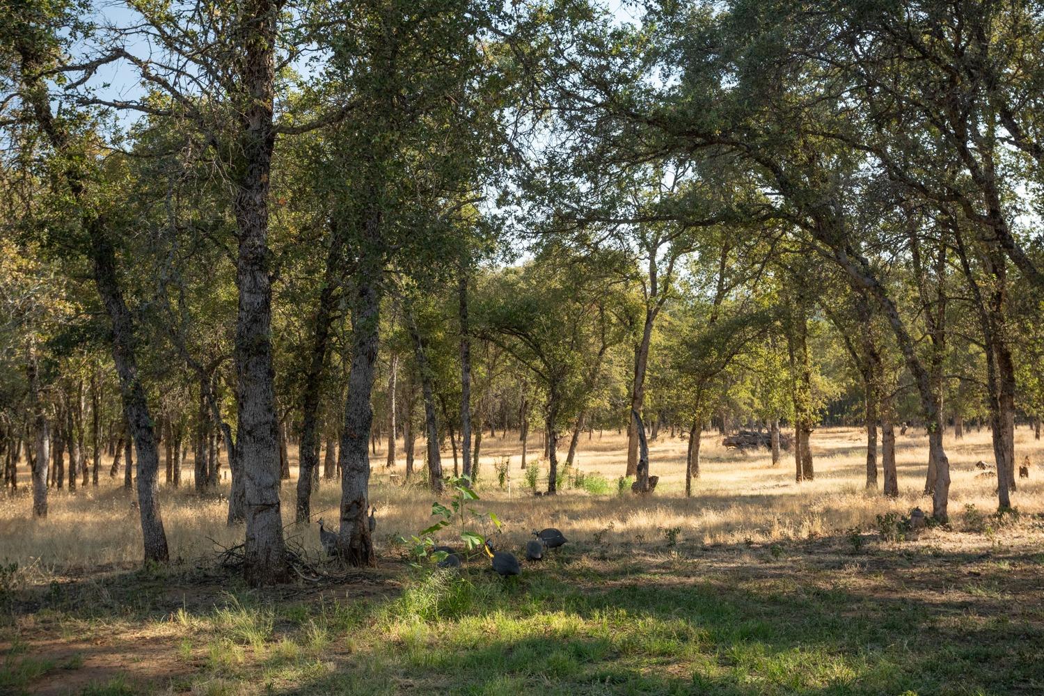 White Oak Lane, Browns Valley, California image 41