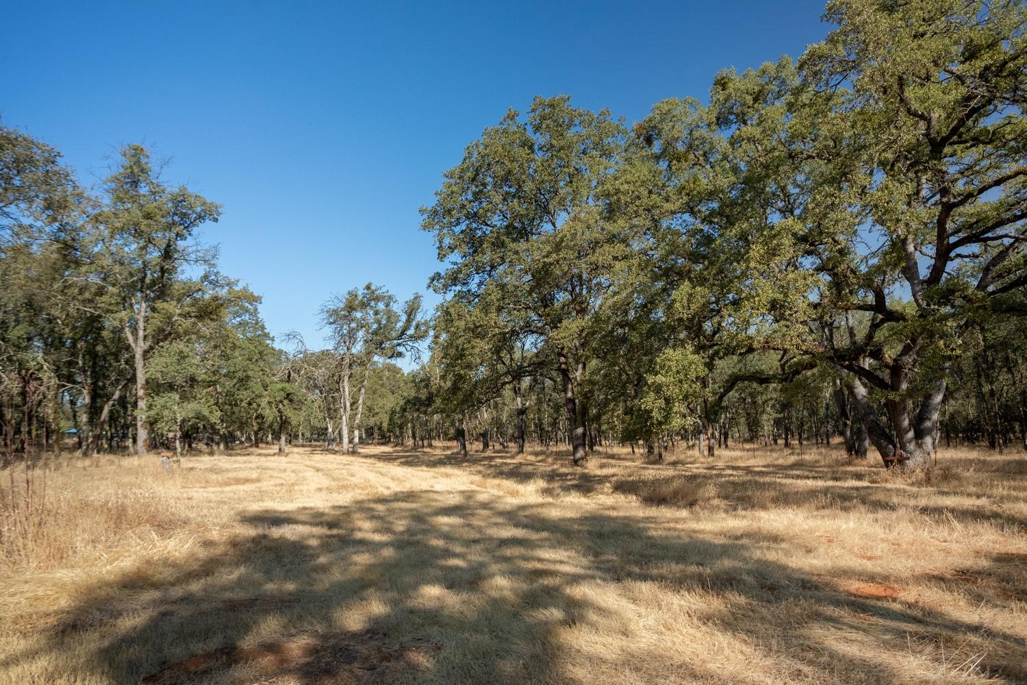 White Oak Lane, Browns Valley, California image 50