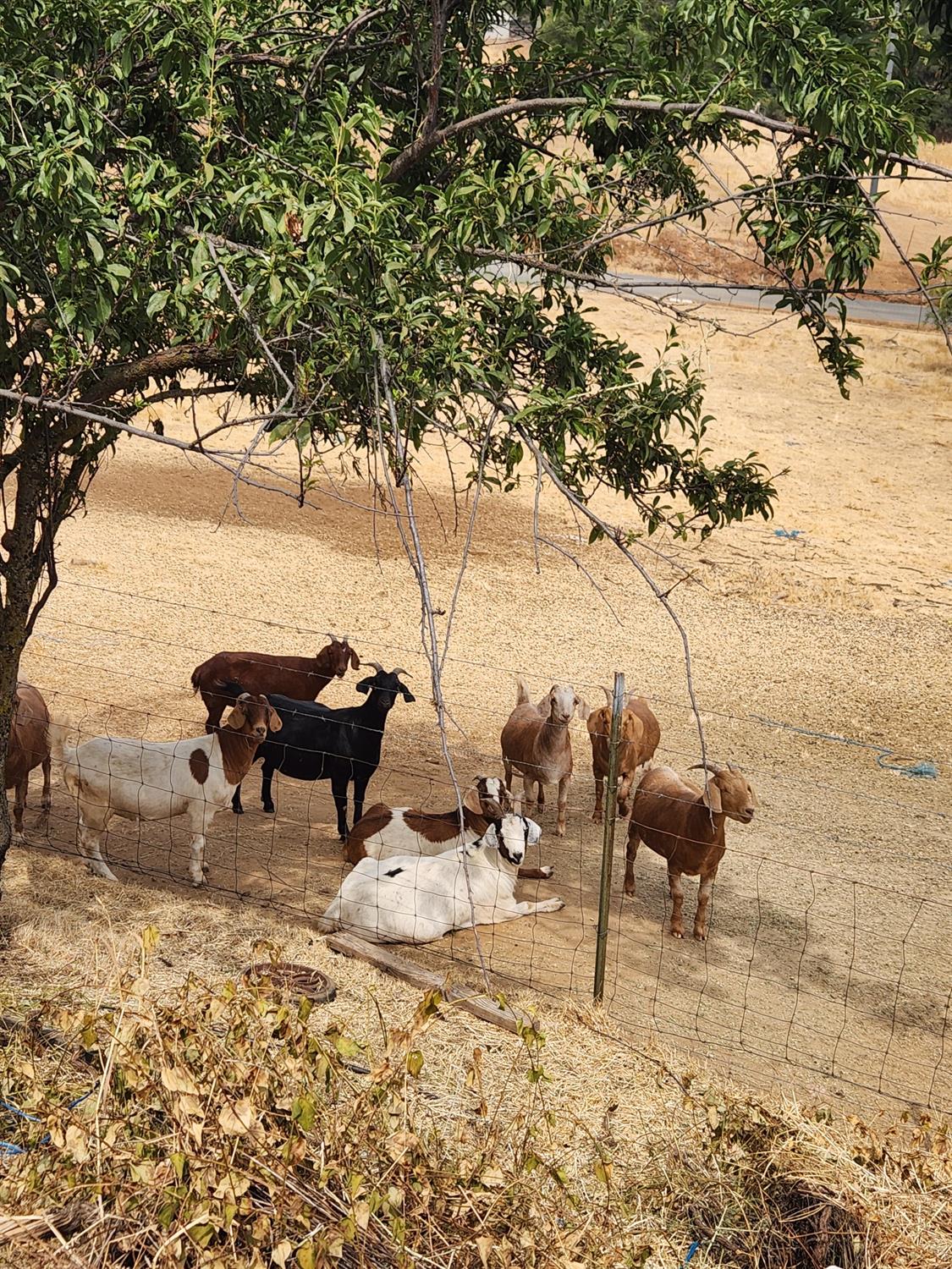 New York Ranch Road, Jackson, California image 4