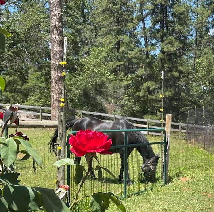 Detail Gallery Image 56 of 57 For 10550 Round Valley Rd, Grass Valley,  CA 95949 - 4 Beds | 3 Baths