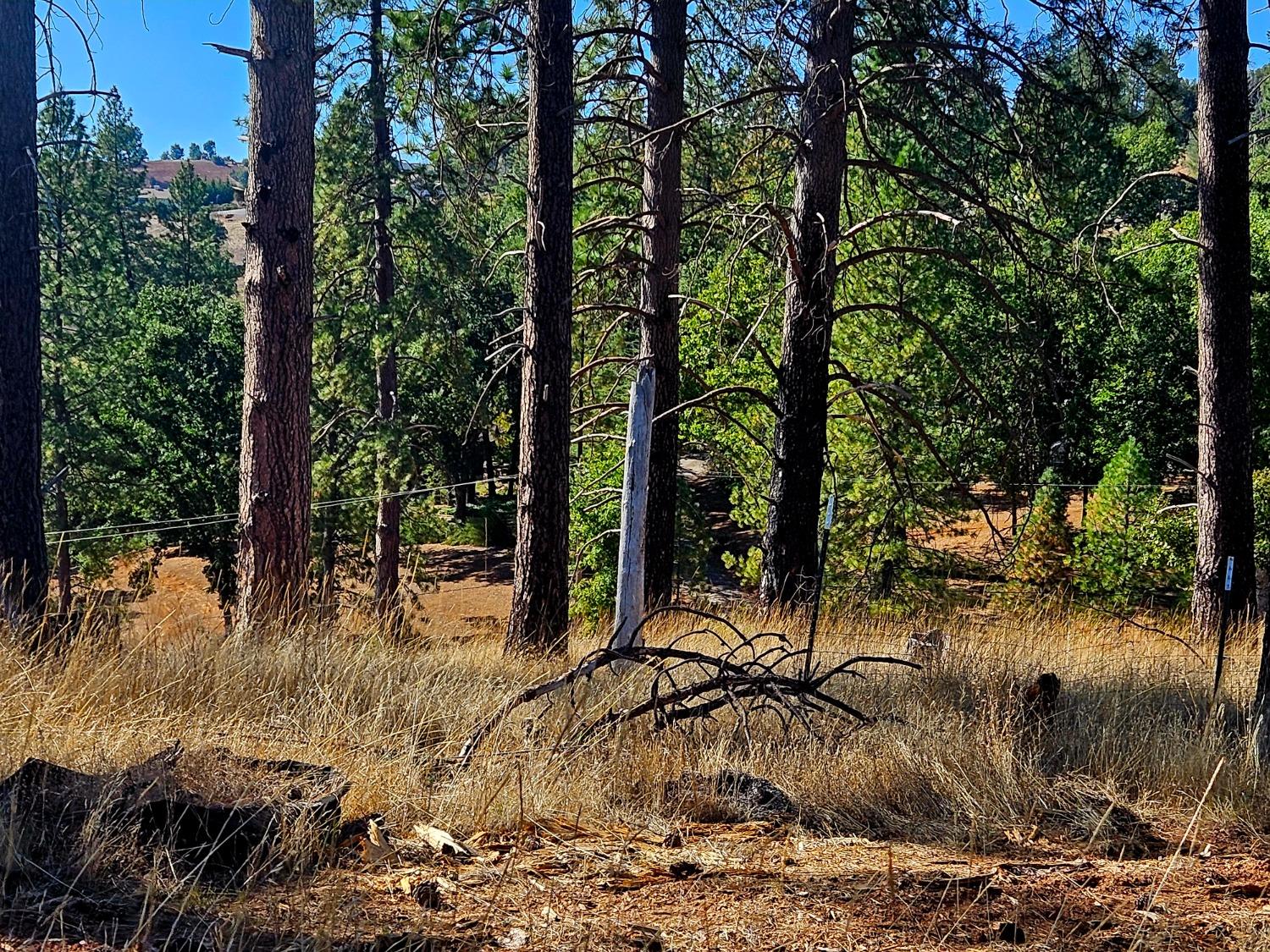 Rustlers Pass, Mountain Ranch, California image 11