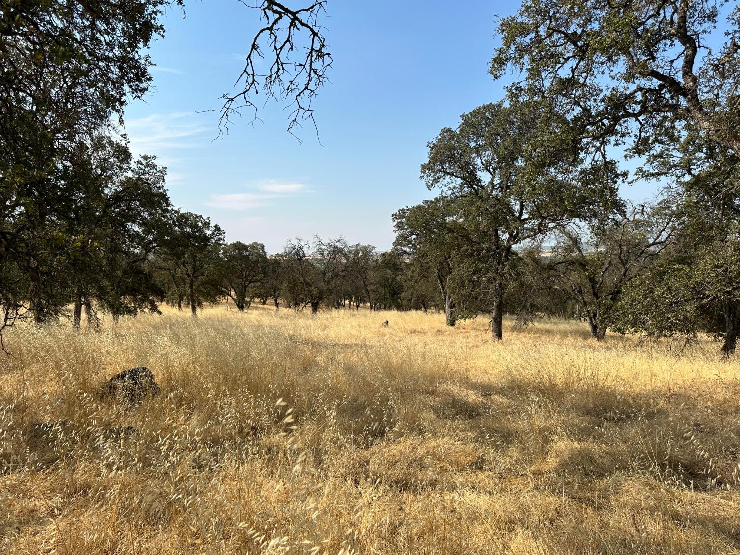 Dry Oak Drive, Browns Valley, California image 4