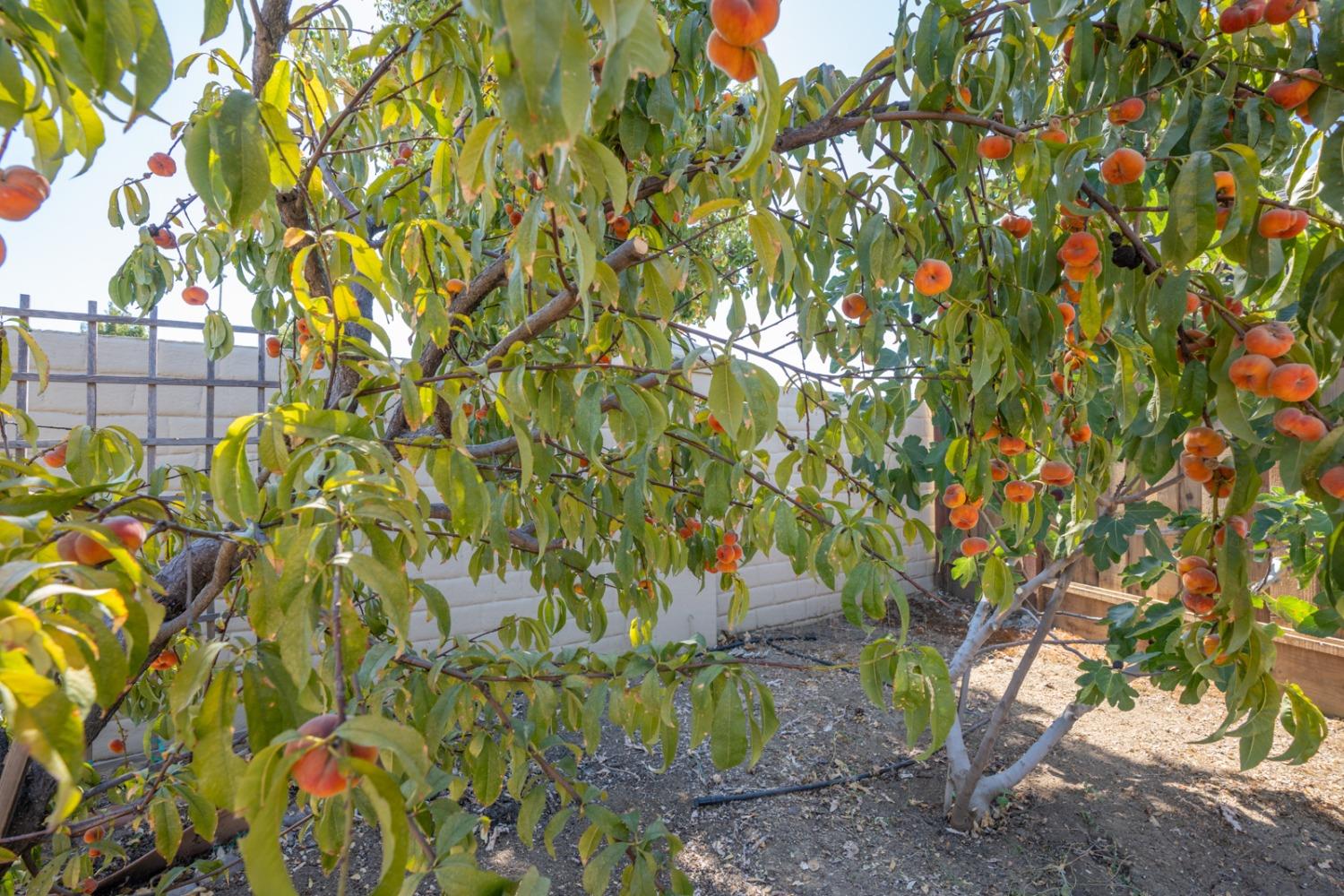 Chert Court, Los Banos, California image 33