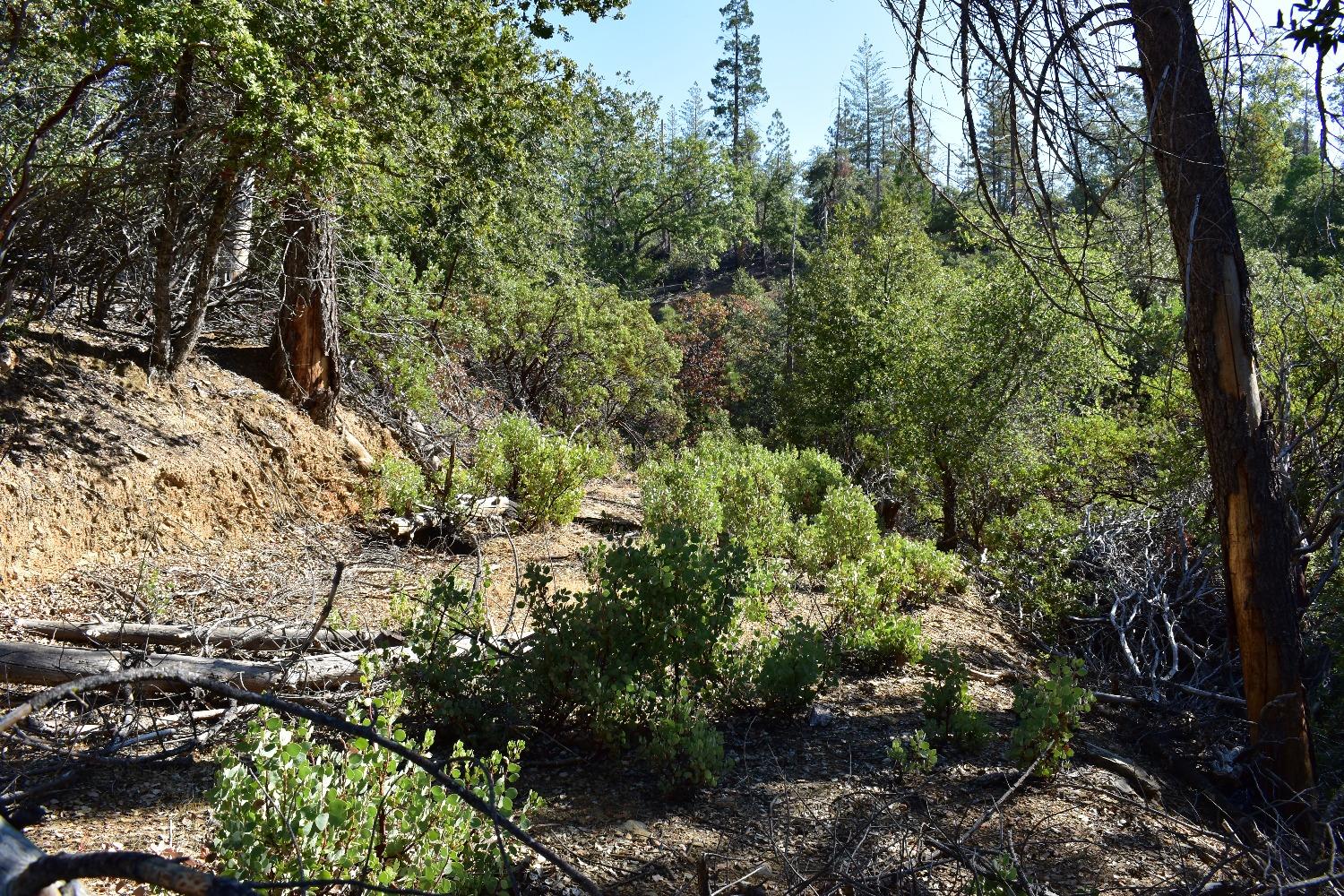 Incense Cedar Trl, Groveland, California image 18