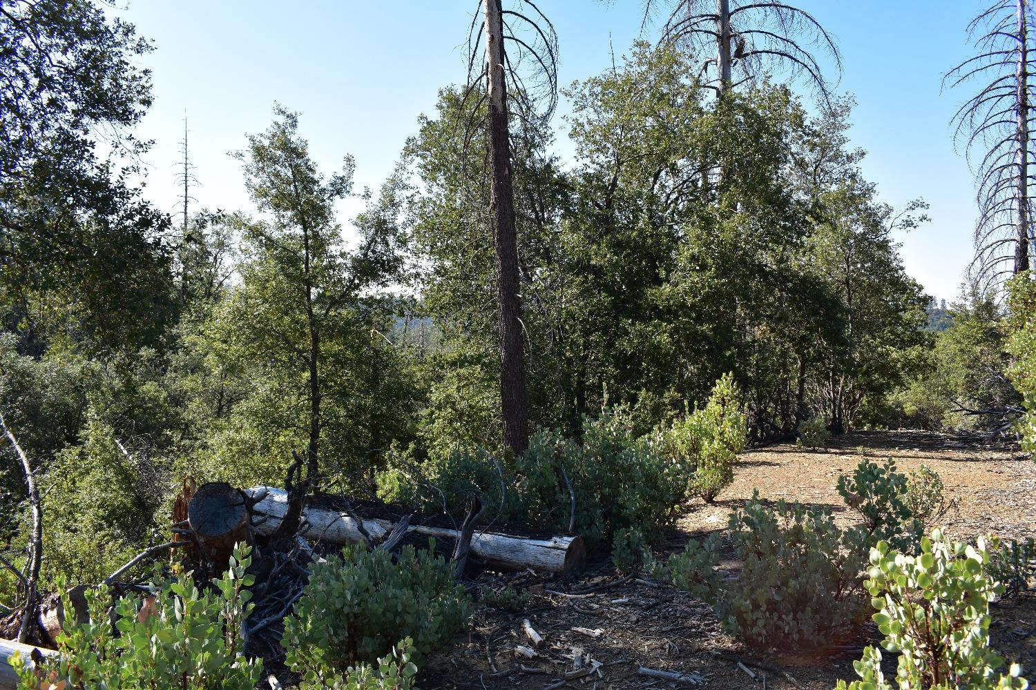 Incense Cedar Trl, Groveland, California image 8