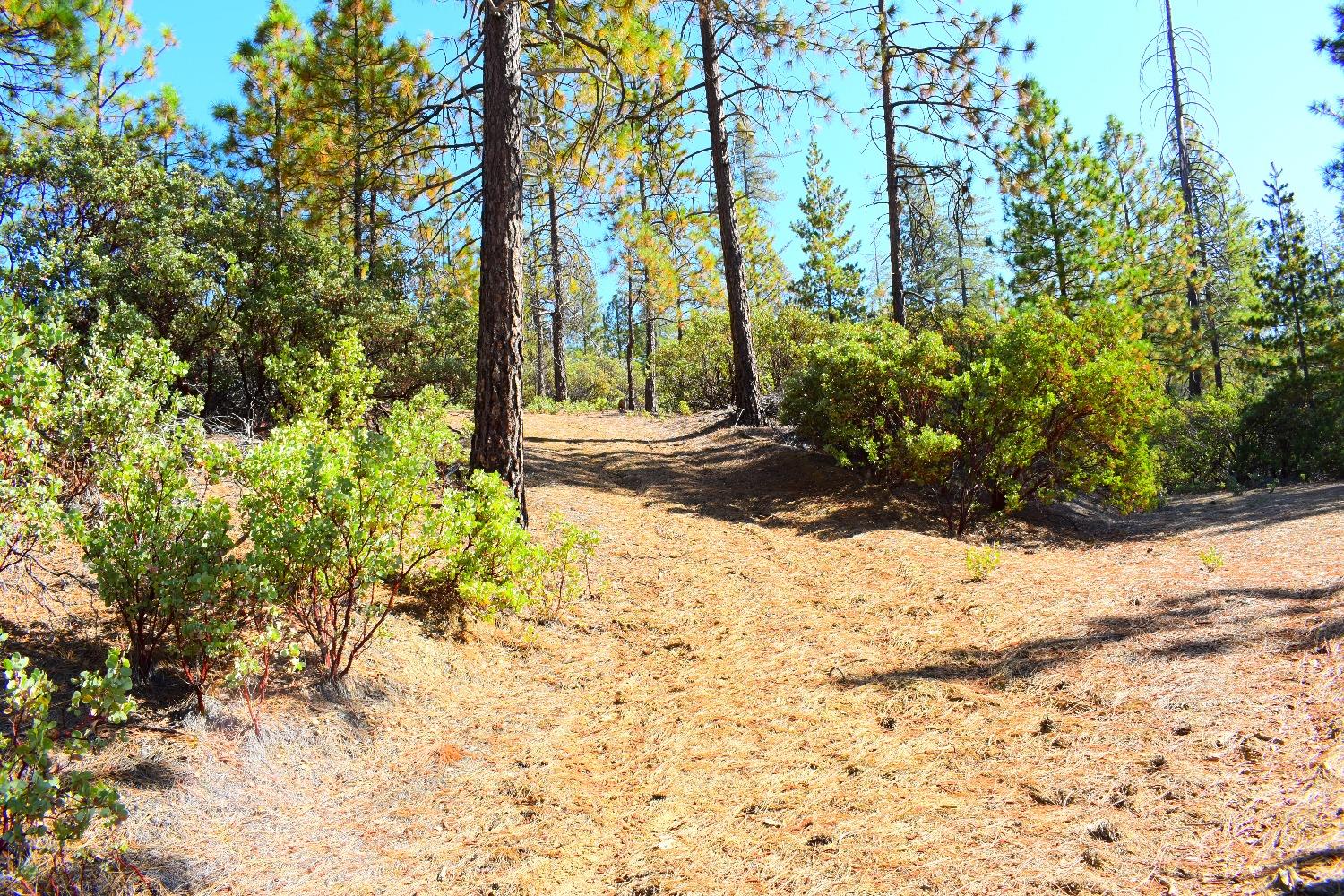 Incense Cedar Trl, Groveland, California image 48