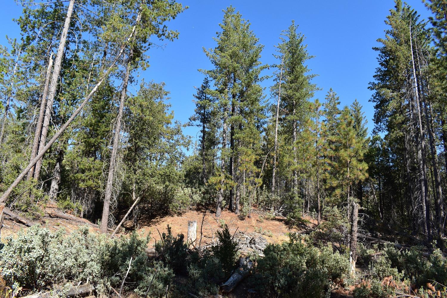 Incense Cedar Trl, Groveland, California image 7