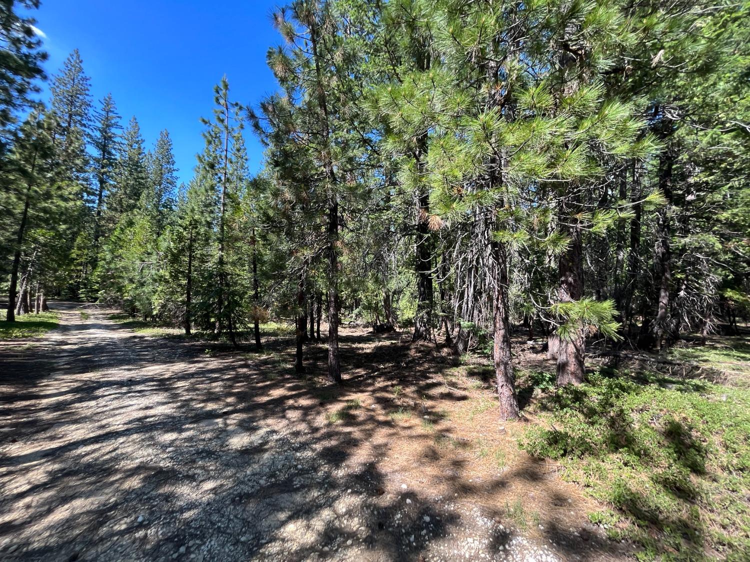 Quincy La Porte Road, Strawberry Valley, California image 4