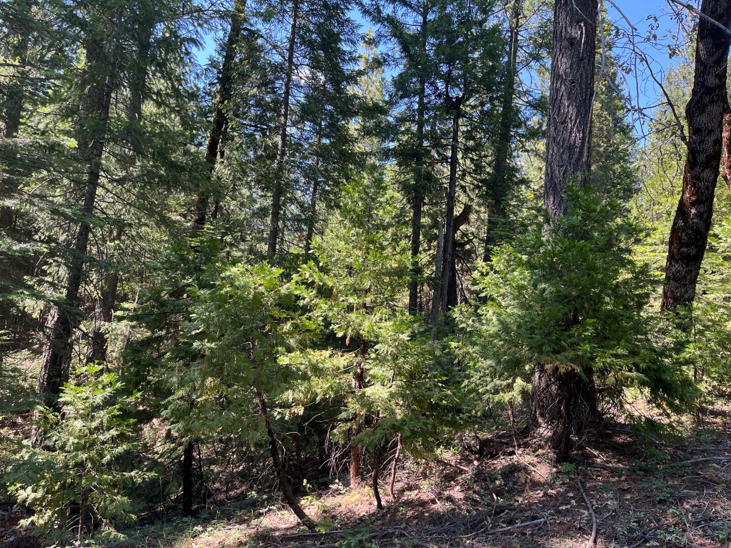 Quincy La Porte Road, Strawberry Valley, California image 8