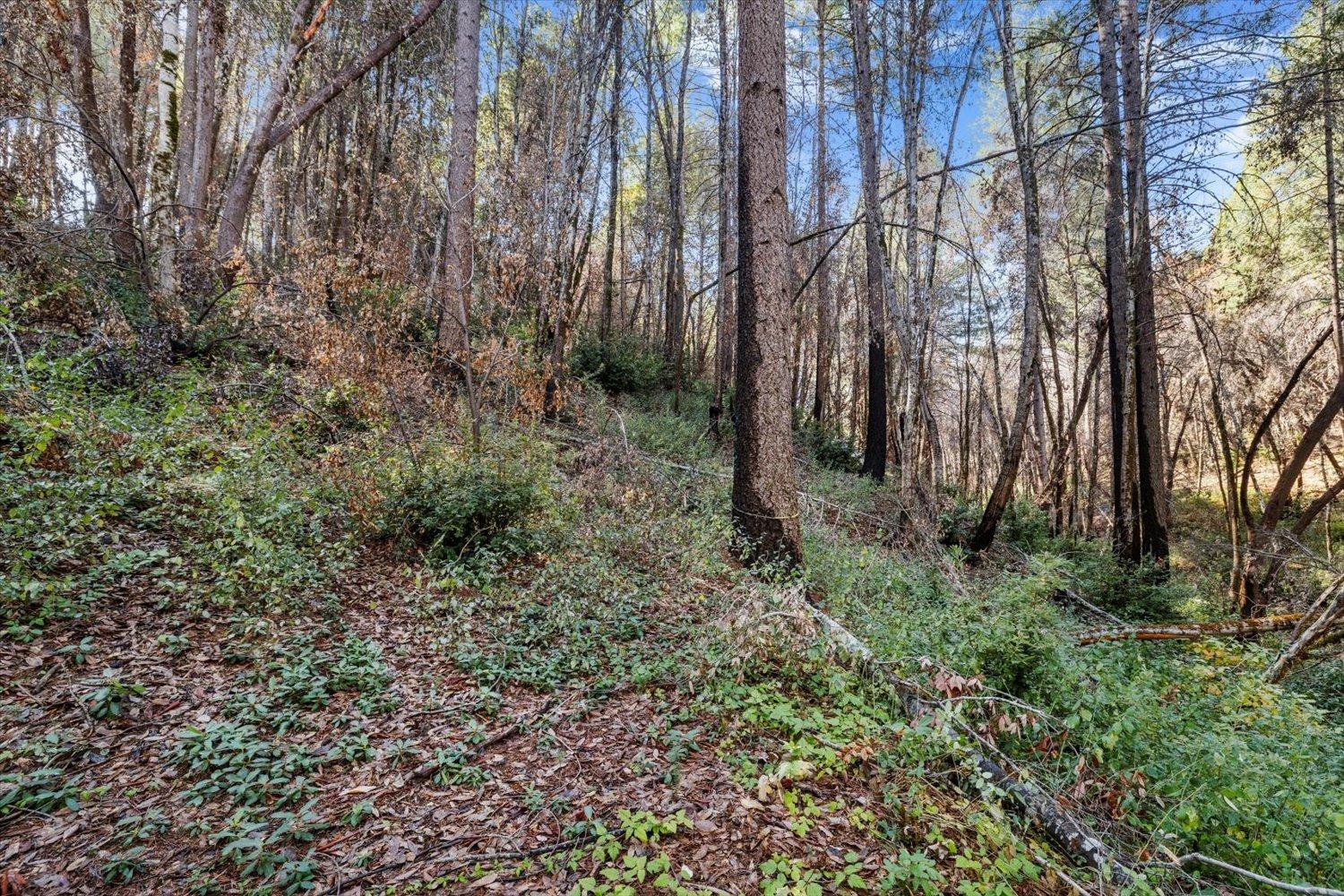 Fir Trail, Berry Creek, California image 40
