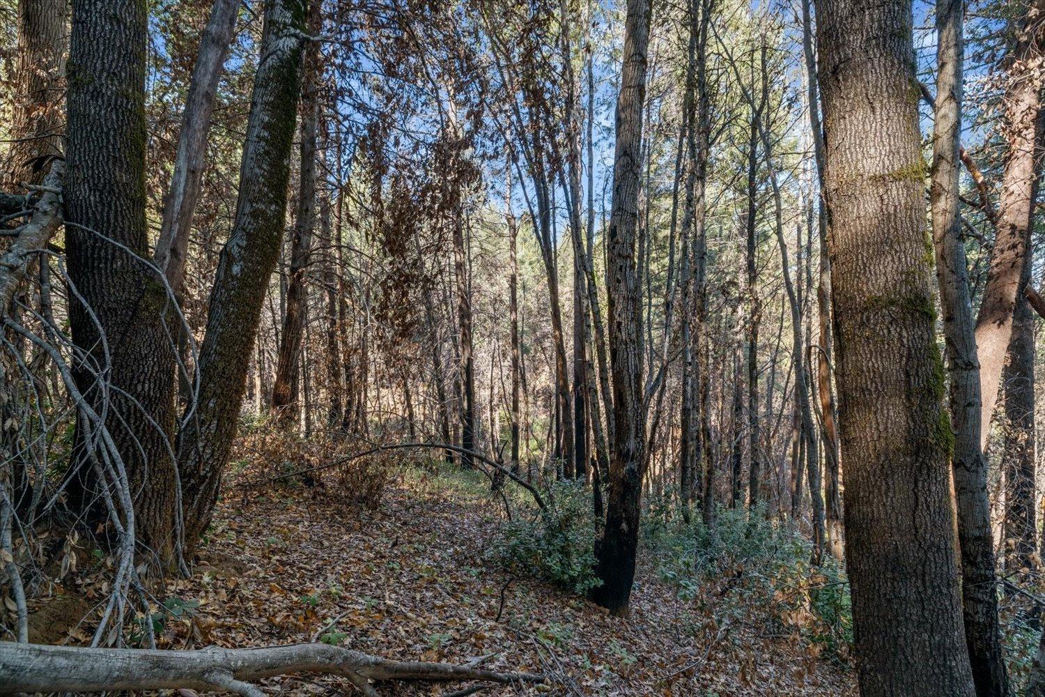 Fir Trail, Berry Creek, California image 36