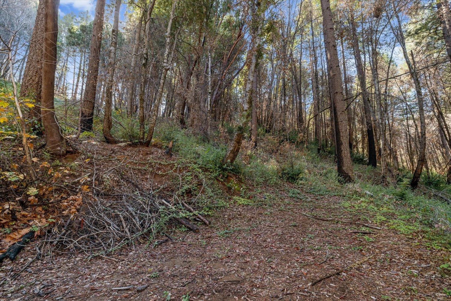 Fir Trail, Berry Creek, California image 39