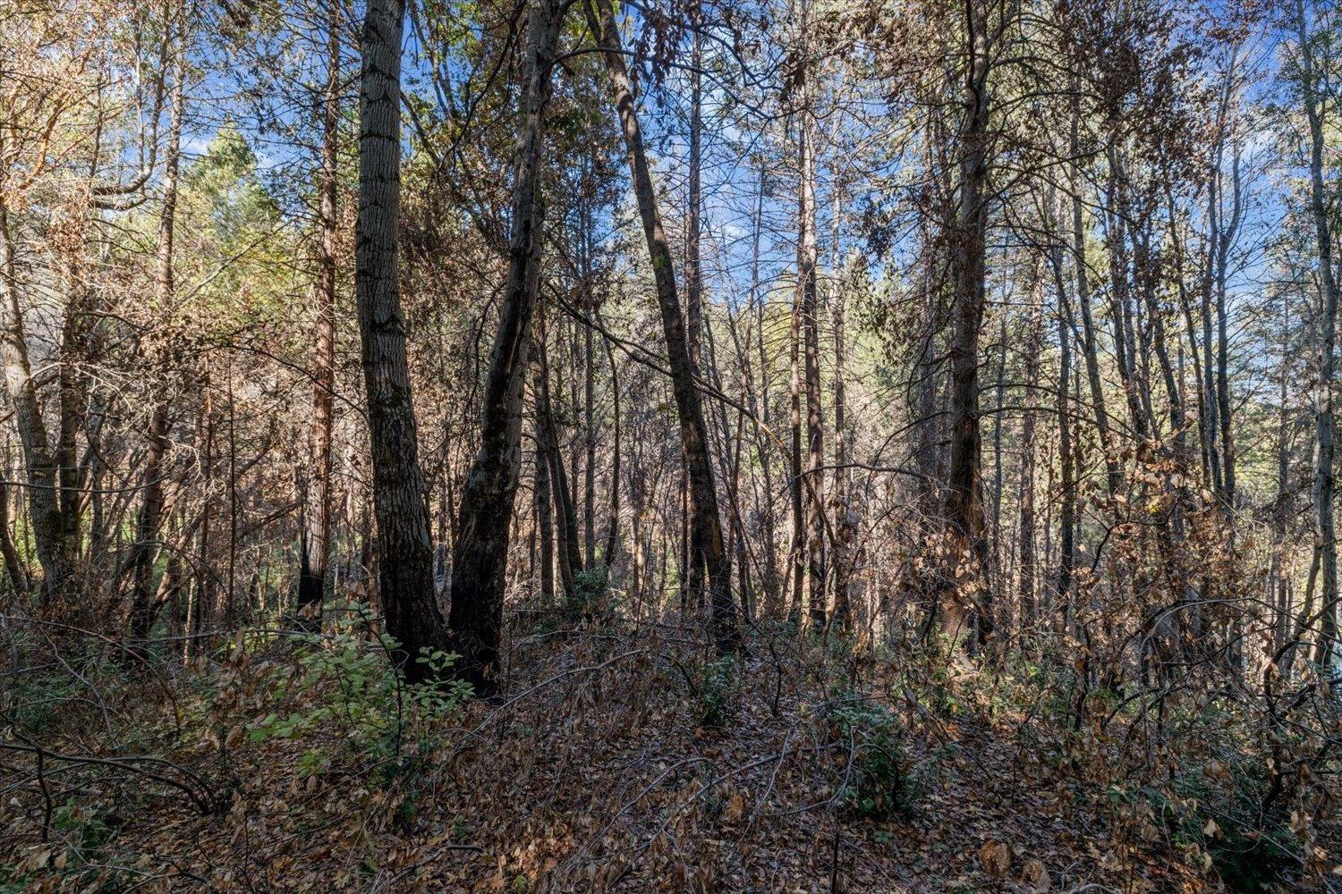 Fir Trail, Berry Creek, California image 37