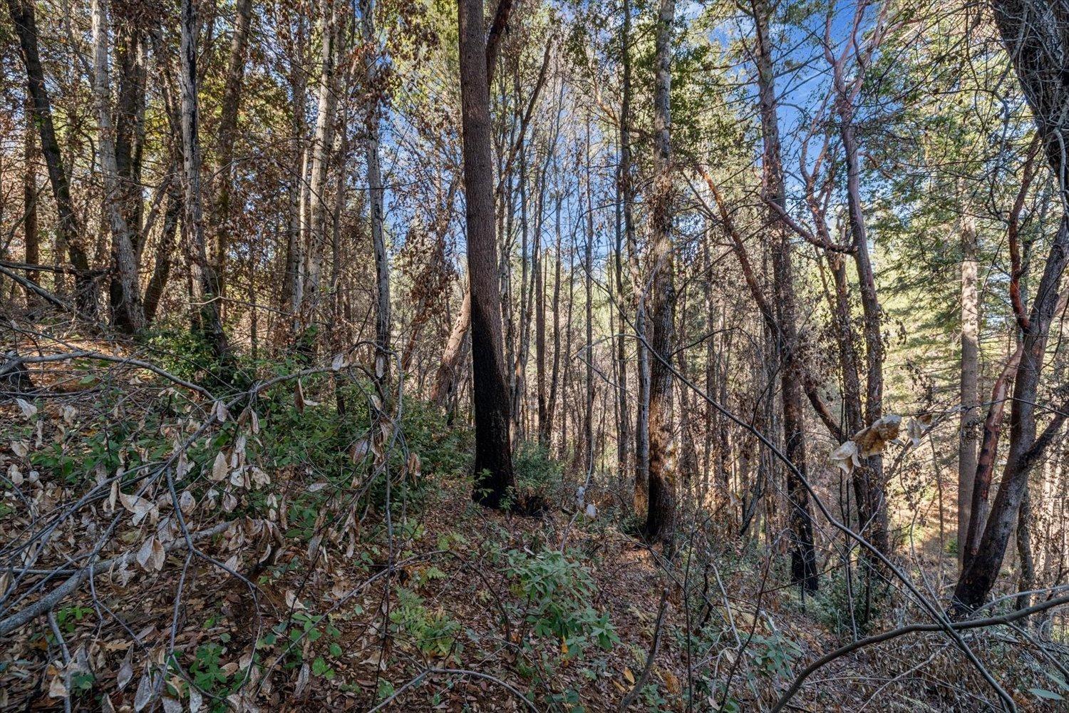 Fir Trail, Berry Creek, California image 35