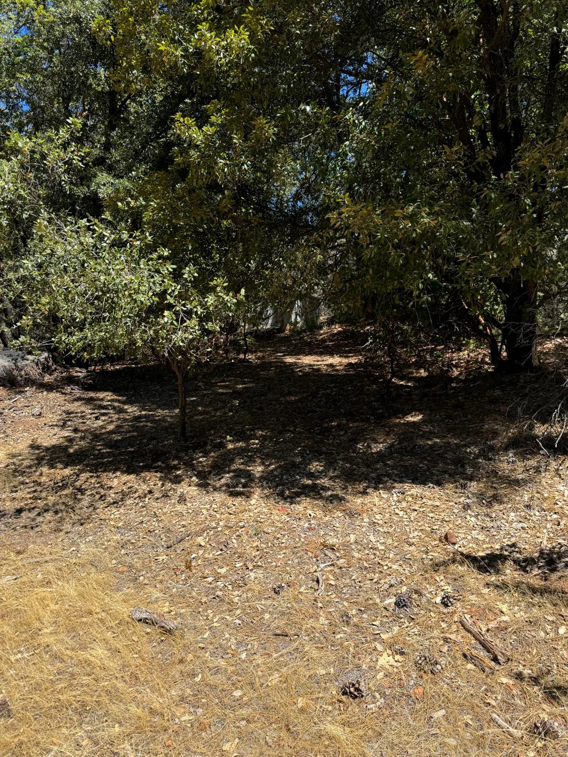 Lupe Road, Pine Grove, California image 3