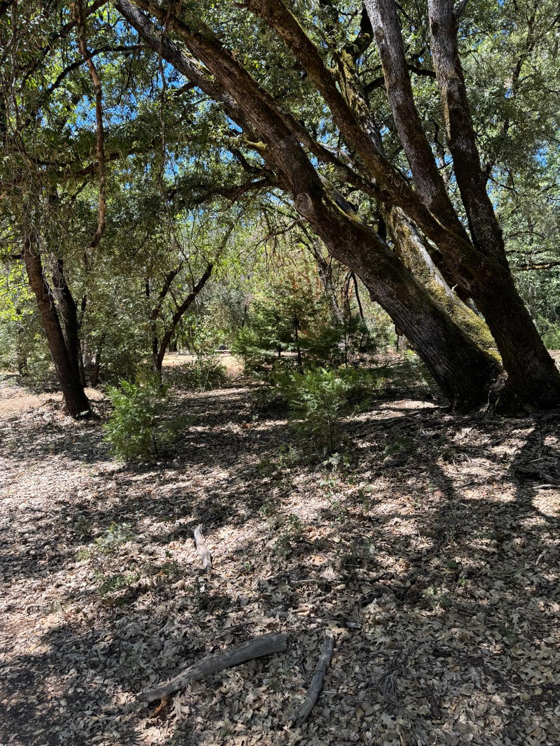 Lupe Road, Pine Grove, California image 4