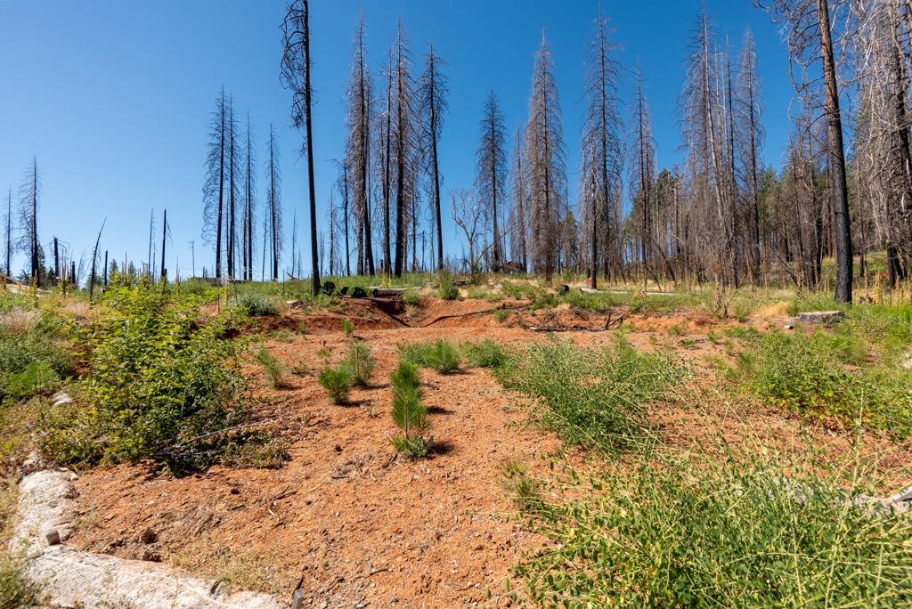 Mount Pleasant Drive, Grizzly Flats, California image 3