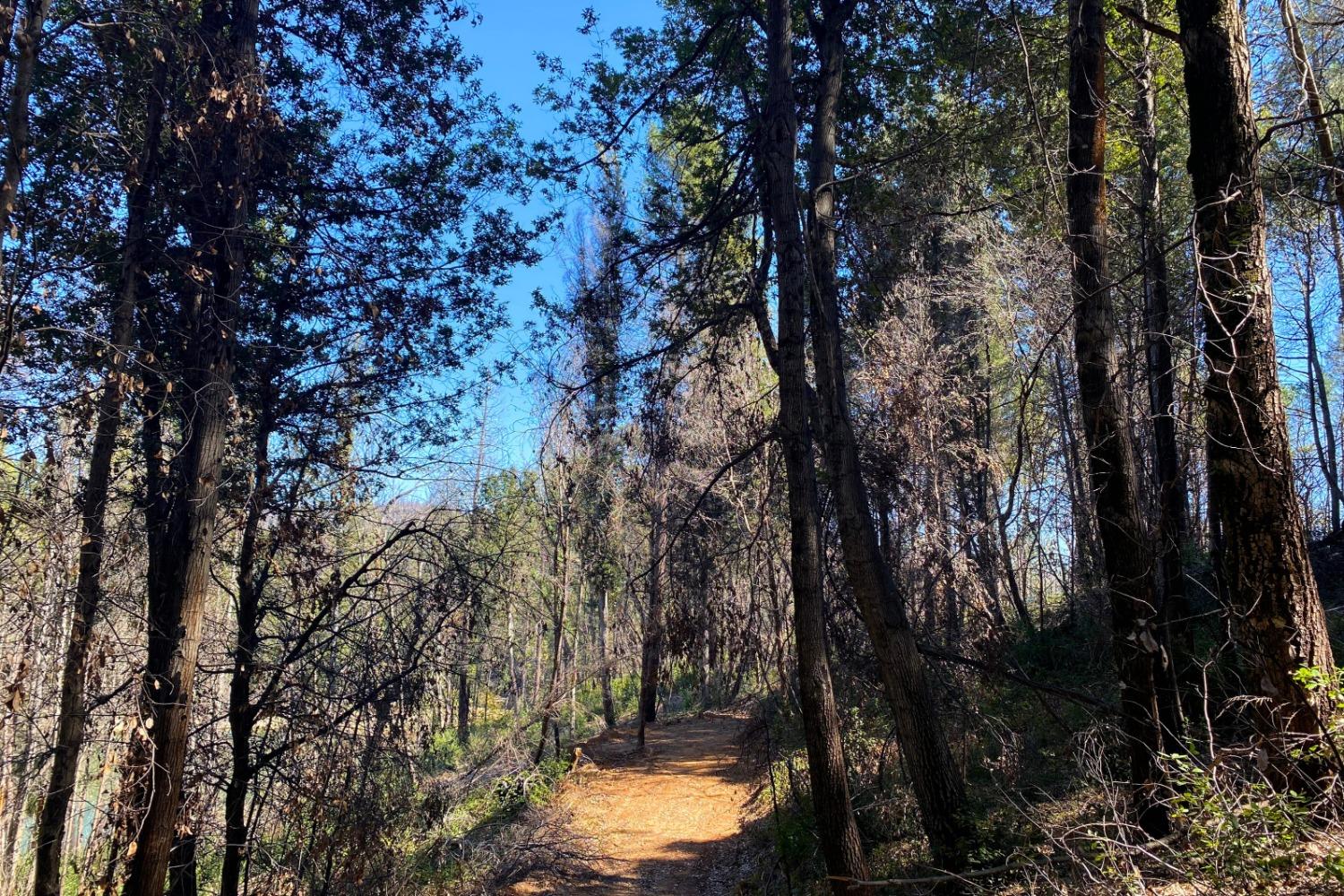 Fir Trail, Berry Creek, California image 30