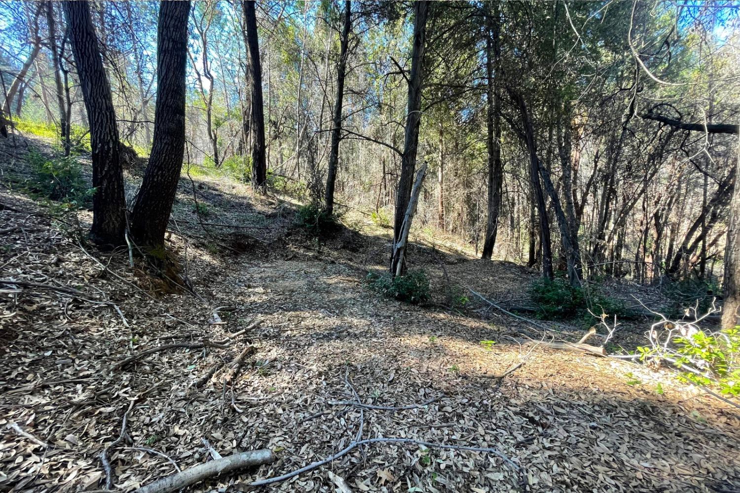 Fir Trail, Berry Creek, California image 10
