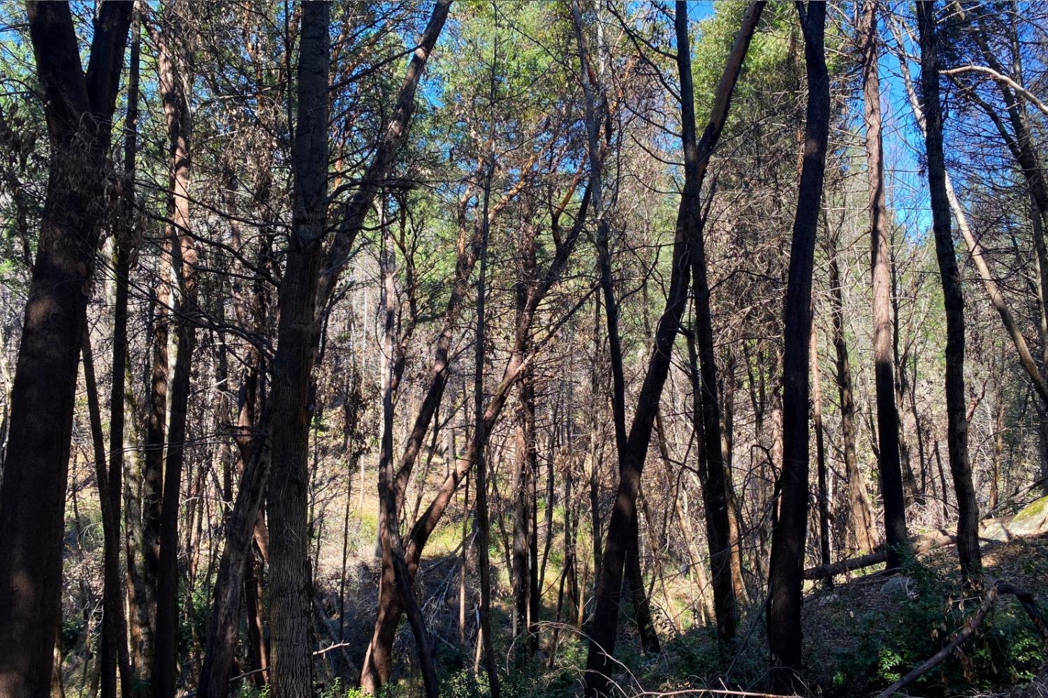 Fir Trail, Berry Creek, California image 27