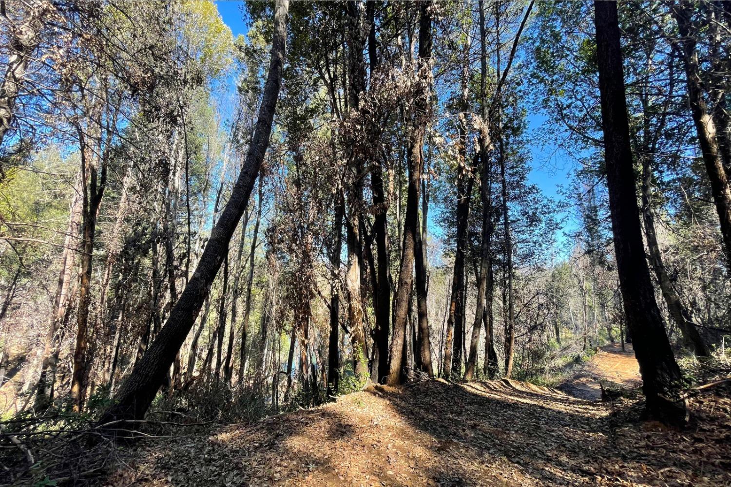 Fir Trail, Berry Creek, California image 14