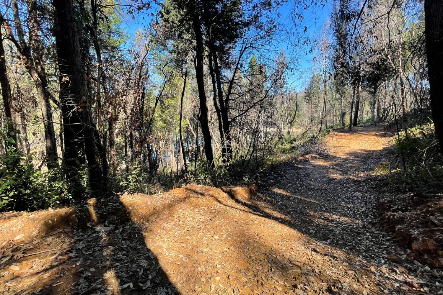 Fir Trail, Berry Creek, California image 17