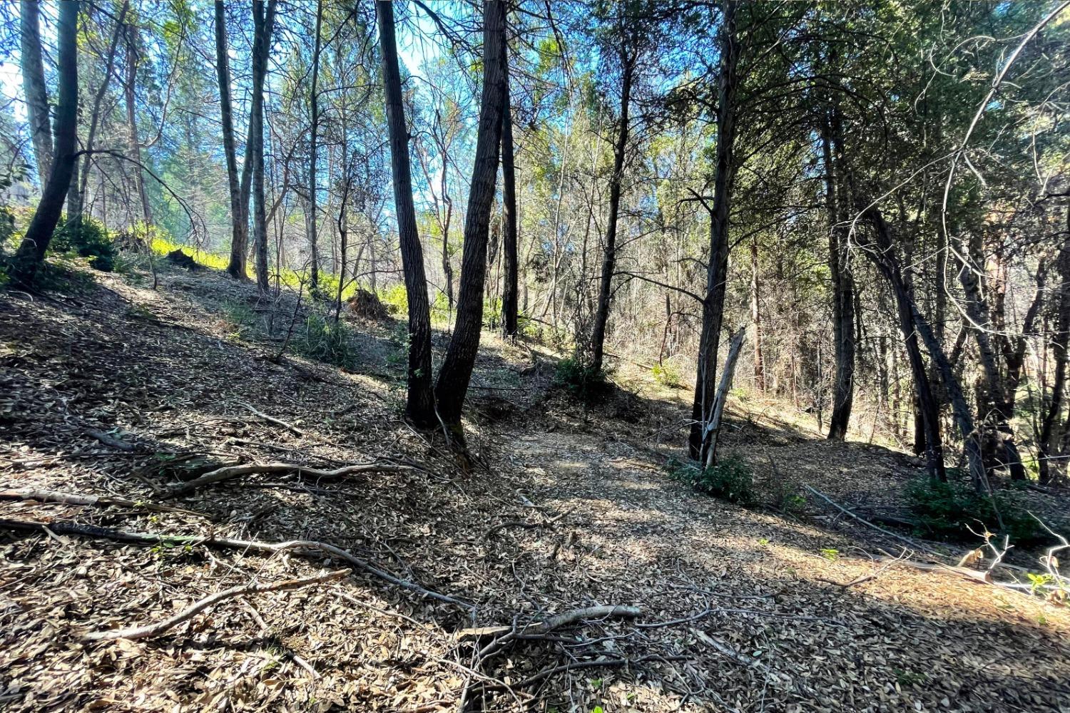 Fir Trail, Berry Creek, California image 9