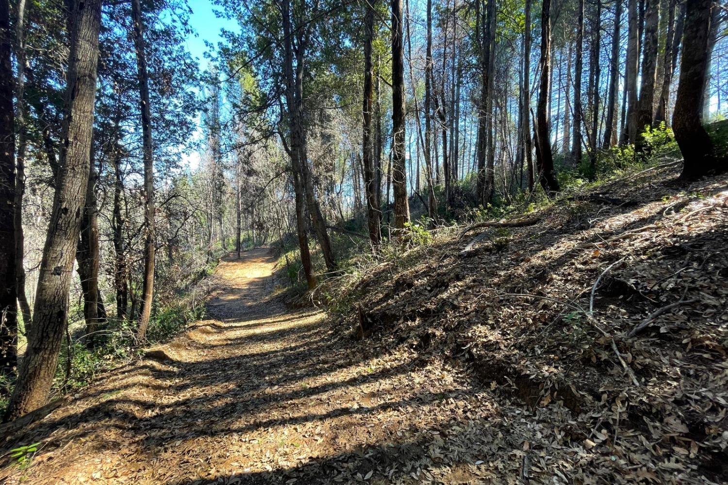 Fir Trail, Berry Creek, California image 16