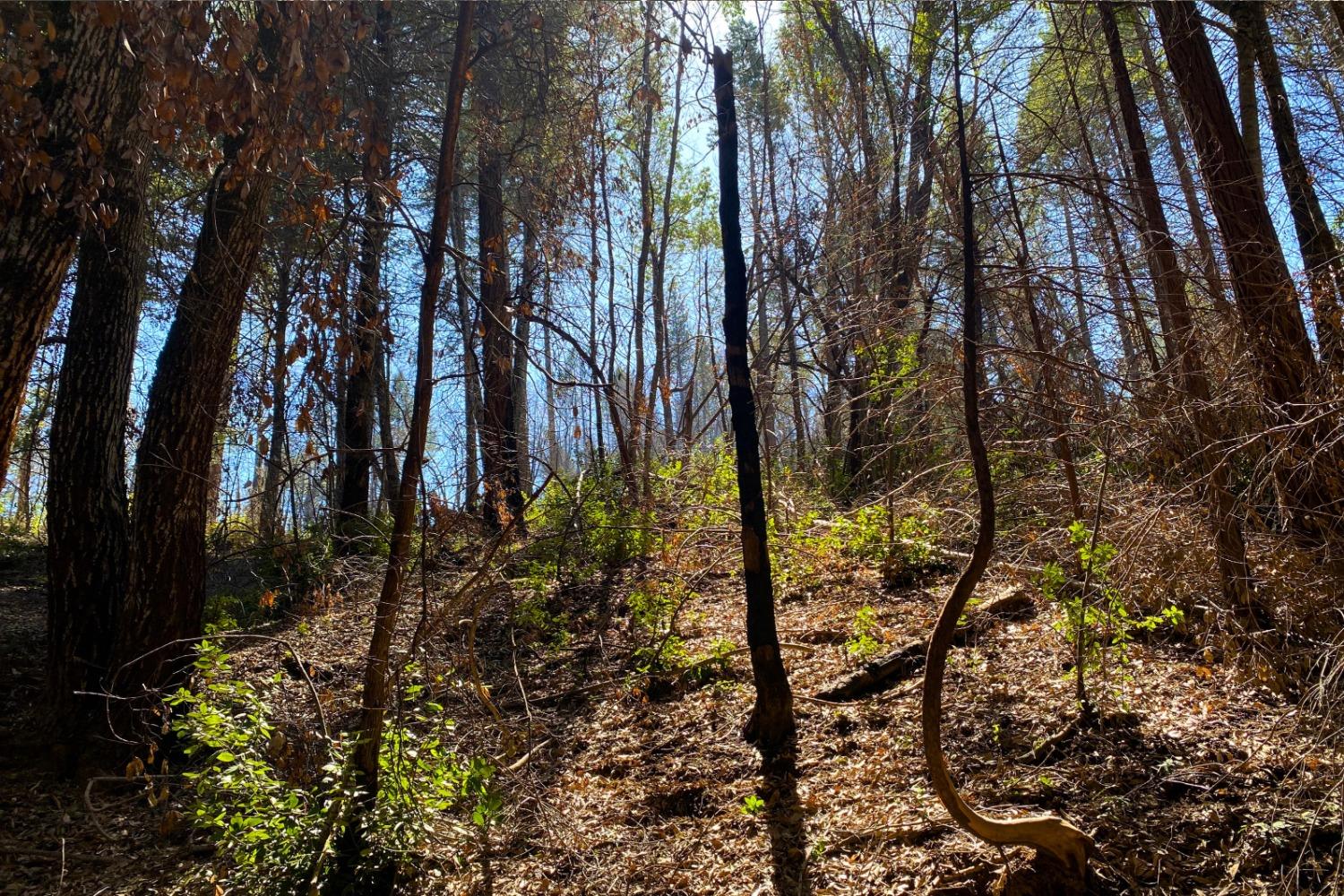 Fir Trail, Berry Creek, California image 3