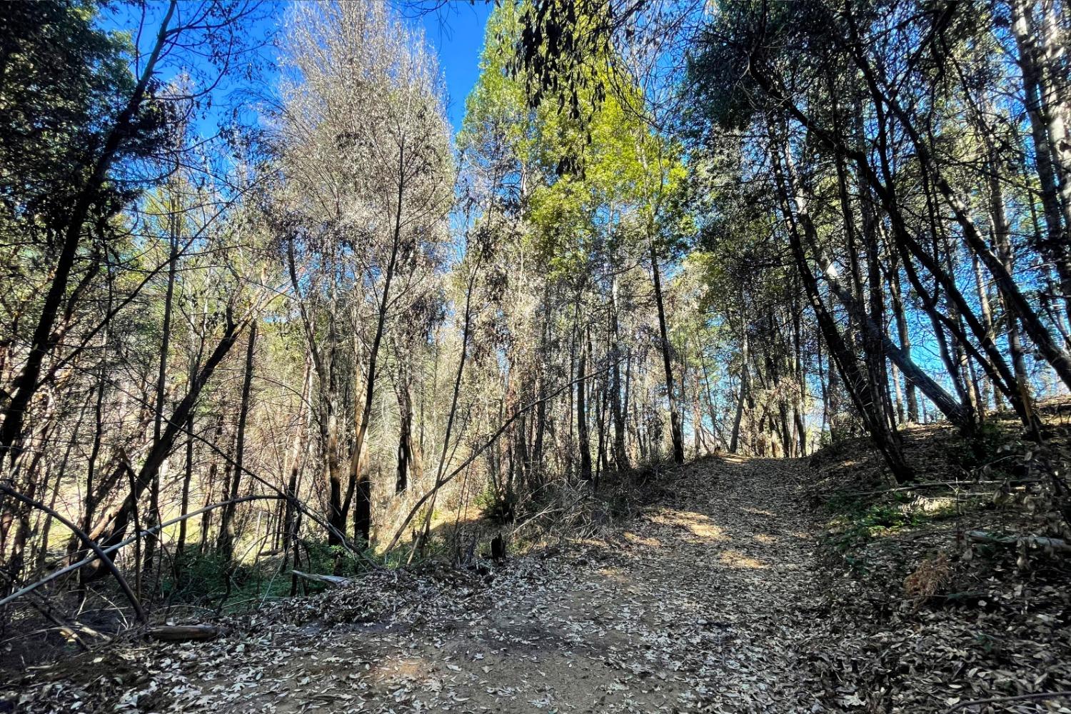Fir Trail, Berry Creek, California image 13