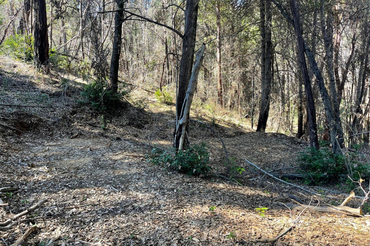 Fir Trail, Berry Creek, California image 12