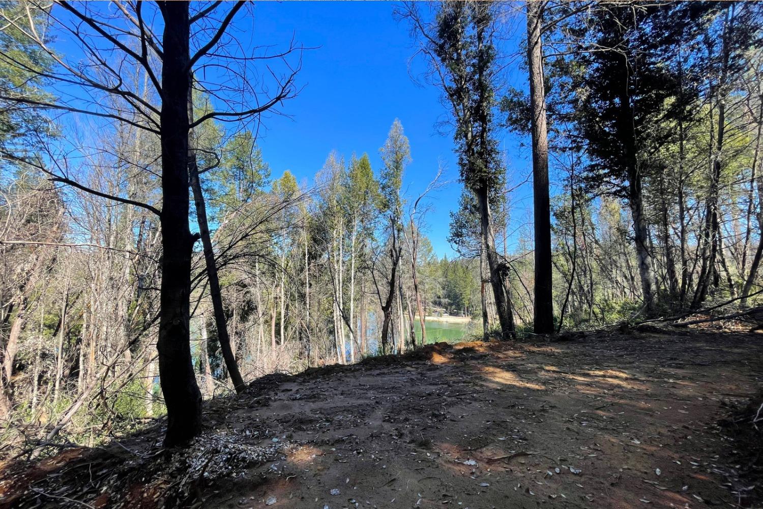 Fir Trail, Berry Creek, California image 22