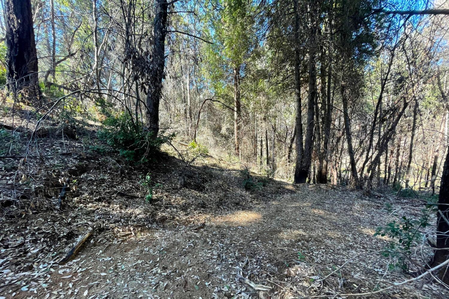 Fir Trail, Berry Creek, California image 7