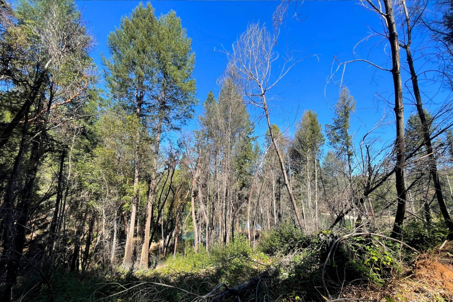 Fir Trail, Berry Creek, California image 20