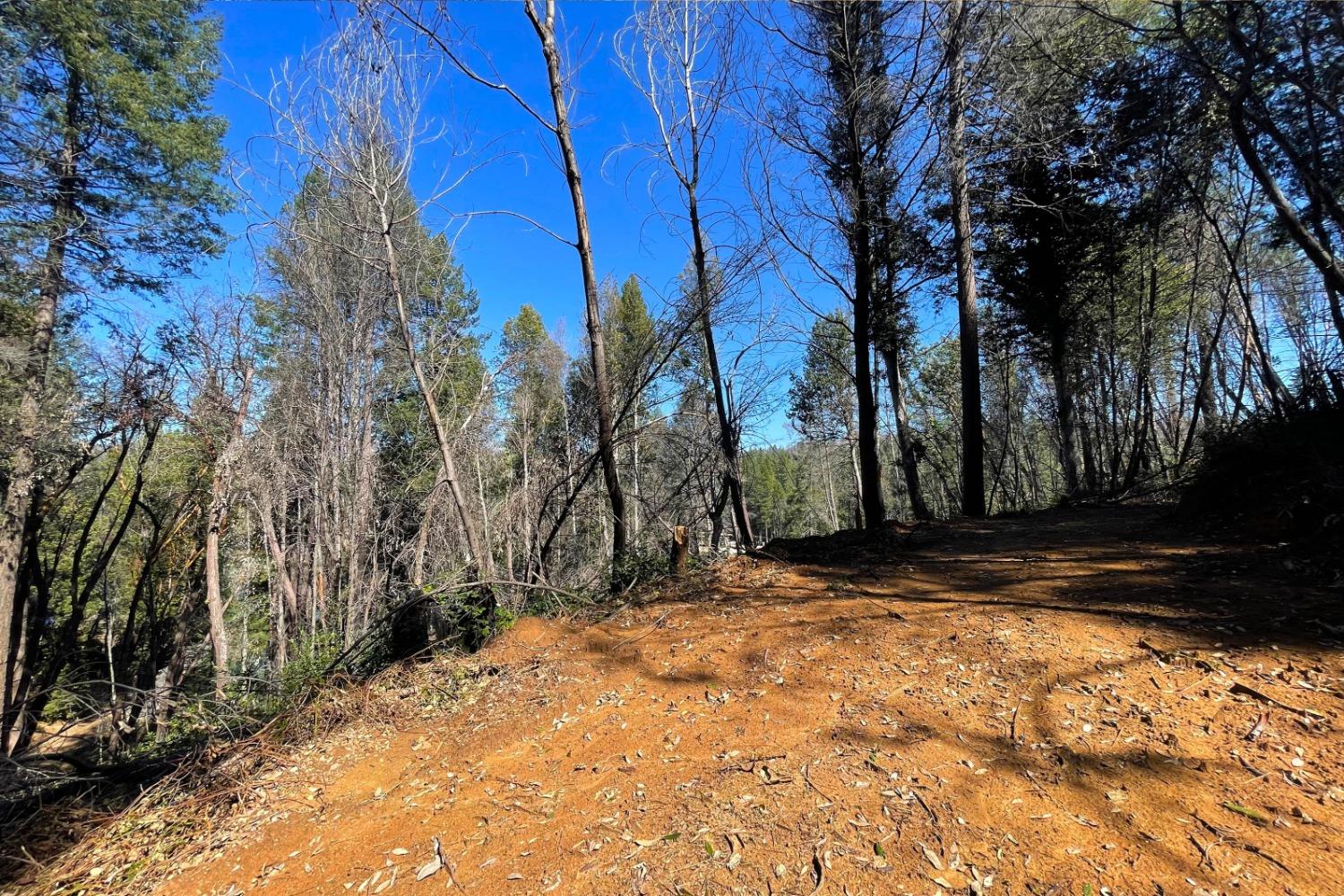 Fir Trail, Berry Creek, California image 21