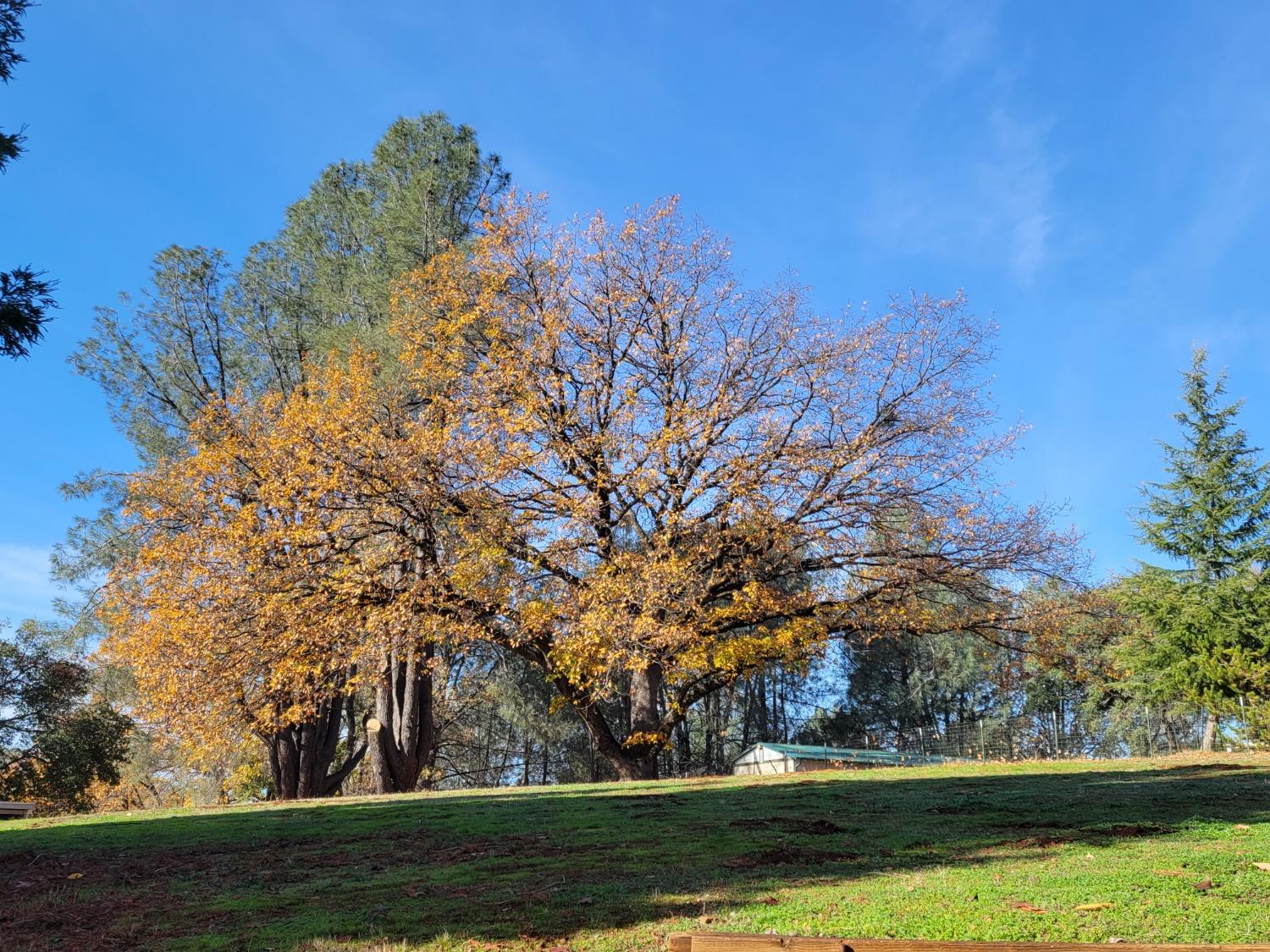 Detail Gallery Image 25 of 28 For 21792 Trotter Rd, Grass Valley,  CA 95949 - 3 Beds | 2 Baths