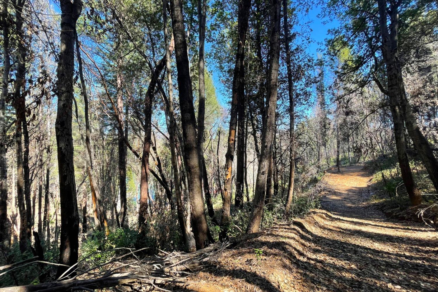 Fir Trail, Berry Creek, California image 15